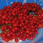 Сметанное желе (простой и быстрый рецепт)