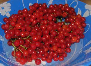 IMG_1006-1